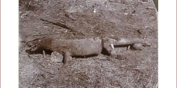 Foto Komodo tahun 1926