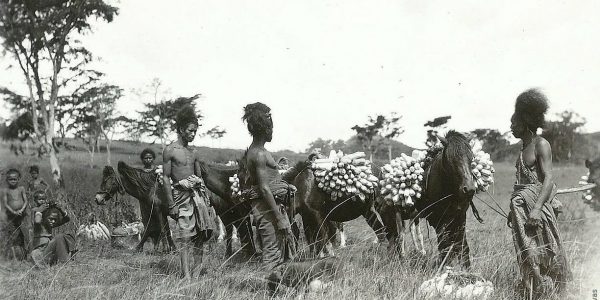 Panen Jagung di Niki Niki tahun 1927.